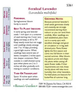 Renee's Garden Lavender Fernleaf -Felco Planter Butik 5361 pb