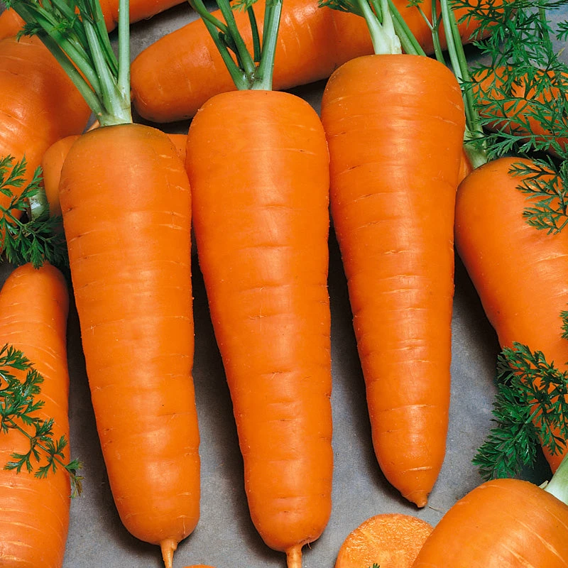 Chantenay Carrot Seeds (Organic) 3 Chantenay Carrot Seeds (Organic) - Billede 3