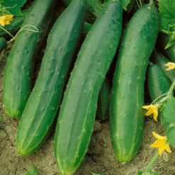 Straight Eight Cucumber Seeds (Organic) -Felco Planter Butik 63 cucumber straight eight web