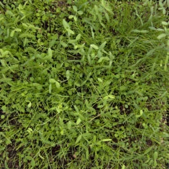 Peaceful Valley Dryland Erosion Fire Recovery Mix Nitrocoated (lb) -Felco Planter Butik MG 1112 web