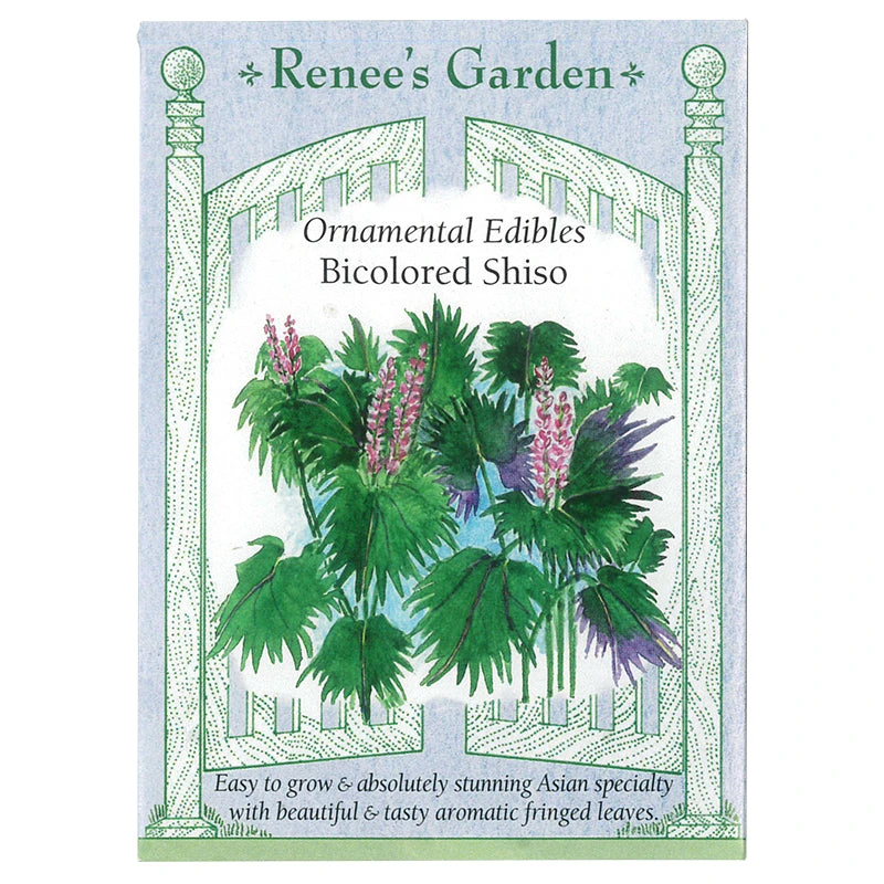 Renee's Garden Bicolor Shiso 1 Renee's Garden Bicolor Shiso