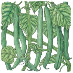 Fremhævede Produkter -Felco Planter Butik SNV8007 a