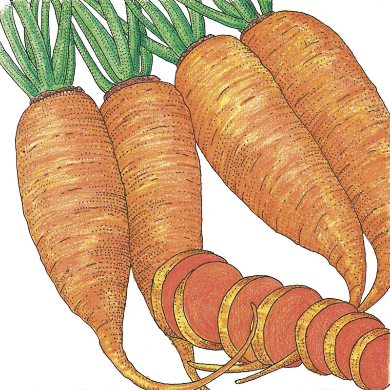 Chantenay Carrot Seeds (Organic) 2 Chantenay Carrot Seeds (Organic) - Billede 2