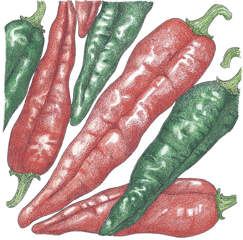 Hot New Mexico Joe Parker Pepper Seeds (Organic) 2 Hot New Mexico Joe Parker Pepper Seeds (Organic) - Billede 2