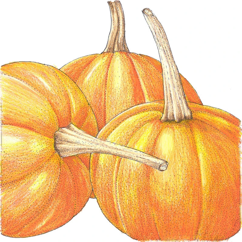 Small Sugar Pumpkin Seeds (Organic) 2 Small Sugar Pumpkin Seeds (Organic) - Billede 2