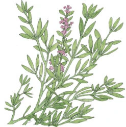 Fremhævede Produkter -Felco Planter Butik SNV8167 a