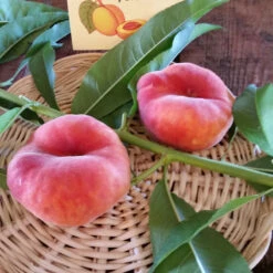 Scarlet Halo Donut Peach Tree