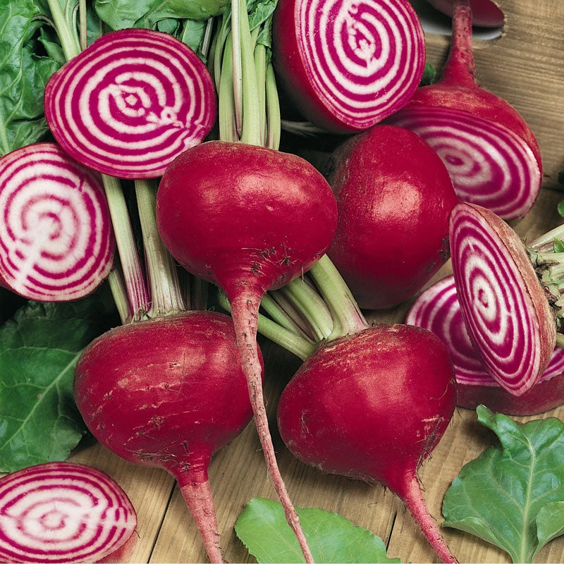 Chioggia Beet Seeds (Organic) 2 Chioggia Beet Seeds (Organic) - Billede 2