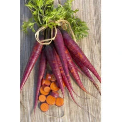 Cosmic Purple Carrot Seeds (Organic) -Felco Planter Butik carrot cosmic purple 1