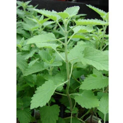 Organic Catnip 5 Organic Catnip -Felco Planter Butik catnip web