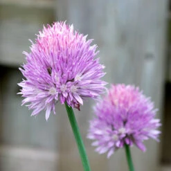 Organic Chives, Common -Felco Planter Butik chives flower 1
