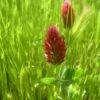 Crimson Clover - Nitrocoated Seed (lb)