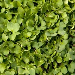 Daikon Radish Seed (Oilseed) (lb)