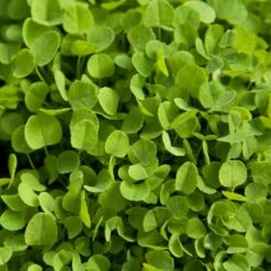 Dutch White Clover - Nitrocoated Seed (lb)