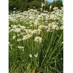 Organic Chives, Garlic 7 Organic Chives, Garlic -Felco Planter Butik garlic chives web