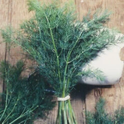 Organic Dill, Mammoth -Felco Planter Butik herb dill mammoth