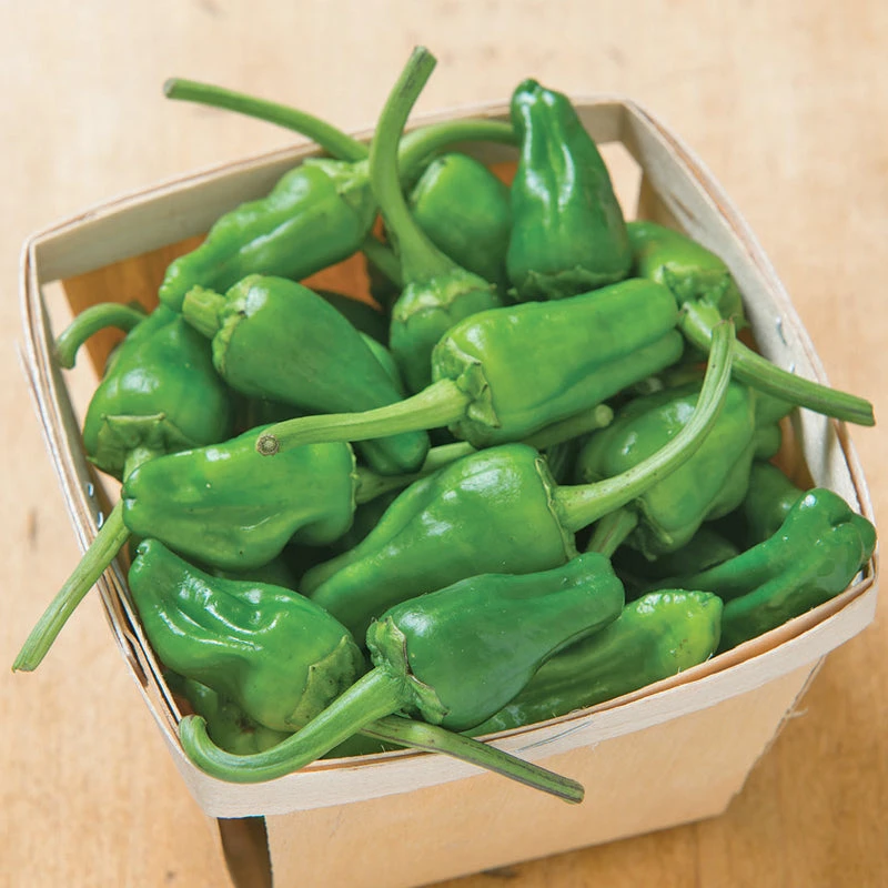 Padron Pepper Seeds (Organic) 3 Padron Pepper Seeds (Organic) - Billede 3