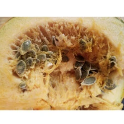 Kakai (Hull-Less) Pumpkin Seeds (Organic) 5 Kakai (Hull-Less) Pumpkin Seeds (Organic) -Felco Planter Butik kakai seeds