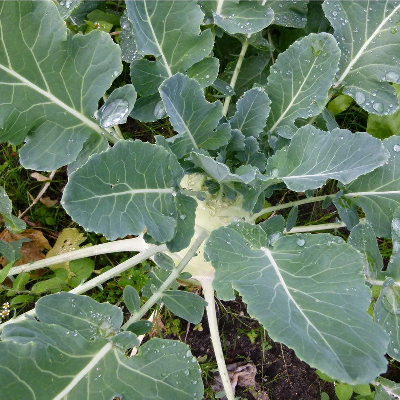 White Vienna Kohlrabi Seeds (Organic) 2 White Vienna Kohlrabi Seeds (Organic) - Billede 2