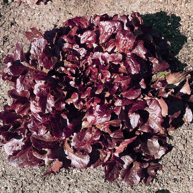 Organic Lettuce, Red Oakleaf (1 Oz) 2 Organic Lettuce, Red Oakleaf (1 Oz) - Billede 2