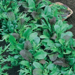 Mesclun Mix Greens Seeds (Organic) -Felco Planter Butik mesclun mix