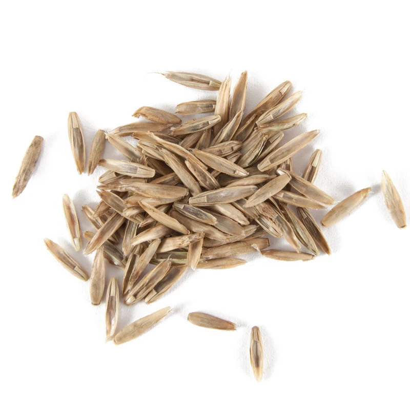 Organic Festulolium, Rye Fescue (lb) 2 Organic Festulolium, Rye Fescue (lb) - Billede 2