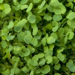 Non-Dormant Alfalfa - Nitrocoated Seed (lb)