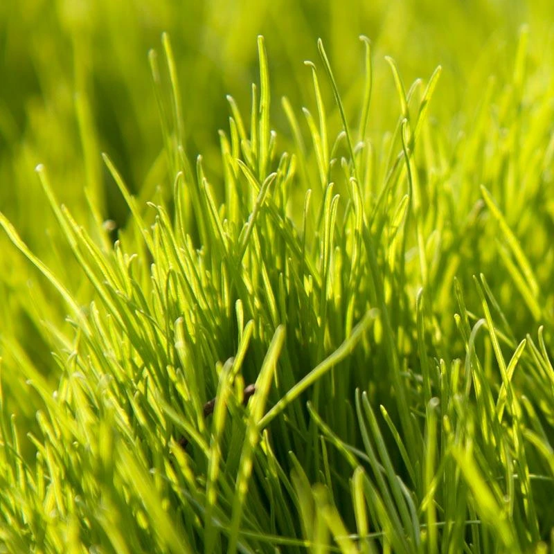 Oregon Annual Ryegrass Seed (lb) 1 Oregon Annual Ryegrass Seed (lb)