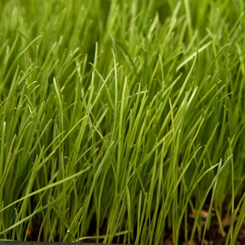 Organic Festulolium, Rye Fescue (lb) 1 Organic Festulolium, Rye Fescue (lb)