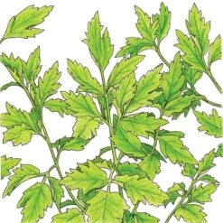 Organic Lovage