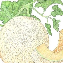 Organic Melon, Honeyrock (1/4 Lb)