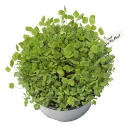 Peaceful Valley Low-Growing Good Bug Blend - Nitrocoated (lb) -Felco Planter Butik pbe980 a