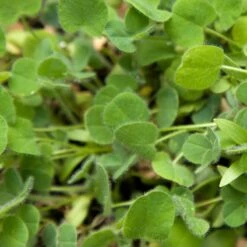 Peaceful Valley Low-Growing Good Bug Blend - Nitrocoated (lb) -Felco Planter Butik pbe980 web