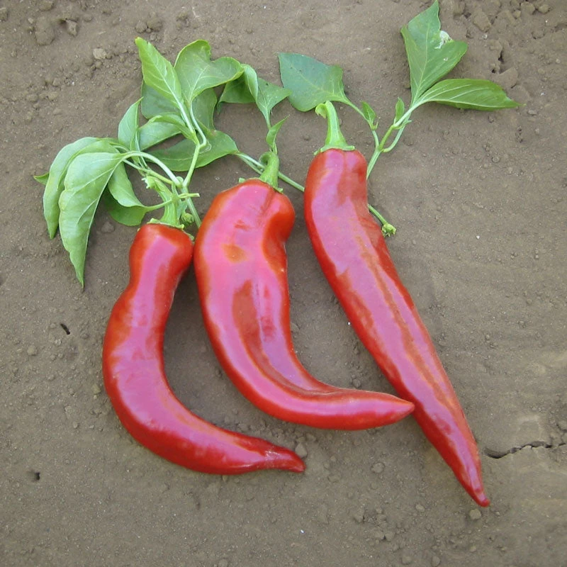 Hot New Mexico Joe Parker Pepper Seeds (Organic) 3 Hot New Mexico Joe Parker Pepper Seeds (Organic) - Billede 3