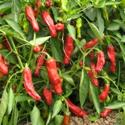 Shishito Pepper Seeds (Organic) -Felco Planter Butik pepper shishito 1 web