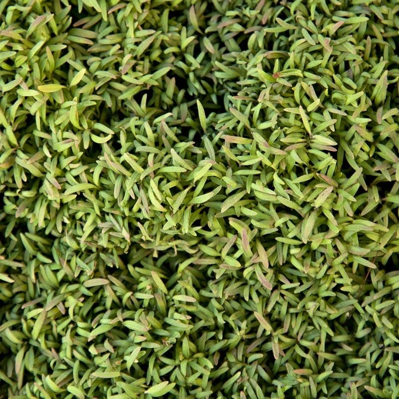 Phacelia Seed (lb) 1 Phacelia Seed (lb)