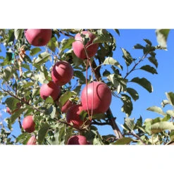 Isomate-CTT Confusion Lures (400 Lures) (OID COMM) -Felco Planter Butik pit691 web2