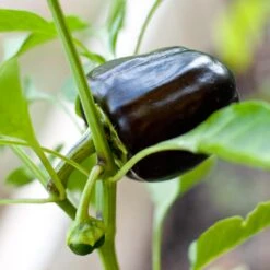 Purple Beauty Sweet Pepper Seeds (Organic) -Felco Planter Butik purple beauty
