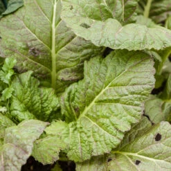 Mustard Giant Red Greens Seeds (Organic) -Felco Planter Butik red mustard 1 3 4
