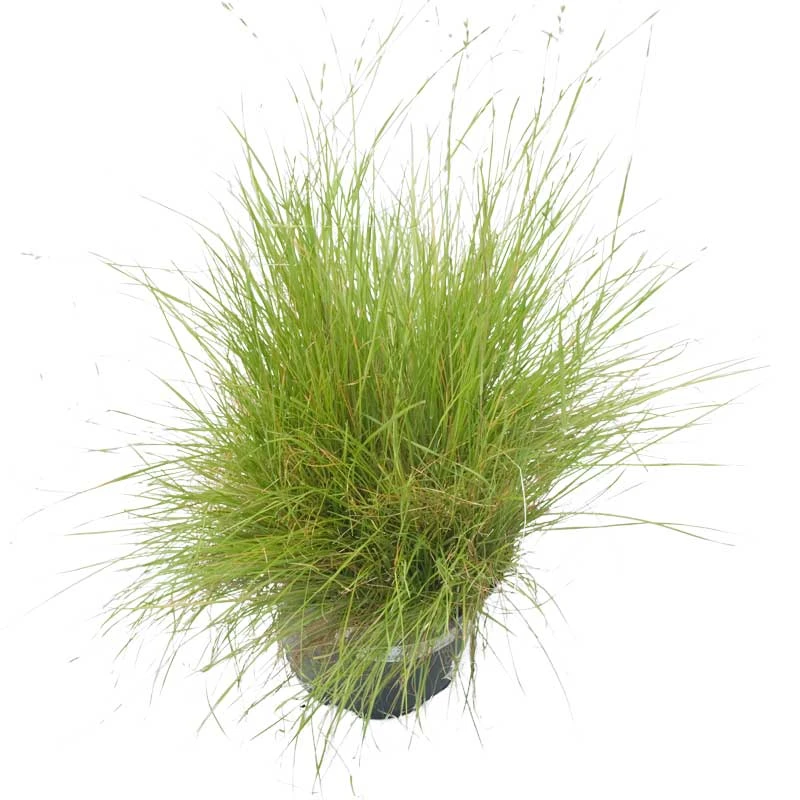 Oregon Annual Ryegrass Seed (lb) 2 Oregon Annual Ryegrass Seed (lb) - Billede 2