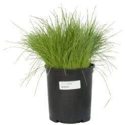 Organic Ryegrass, Oregon Annual (lb) -Felco Planter Butik scg550b