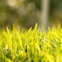 Sudangrass Seed (lb) -Felco Planter Butik scg702 web