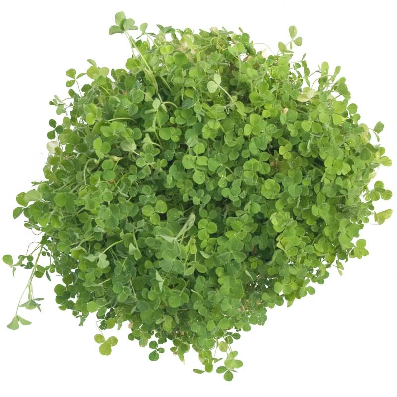 Crimson Clover - Nitrocoated Seed (lb) 4 Crimson Clover - Nitrocoated Seed (lb) - Billede 4