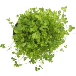 Ladino White Clover - Nitrocoated Seed (lb) 5 Ladino White Clover - Nitrocoated Seed (lb) -Felco Planter Butik scl320 b 1