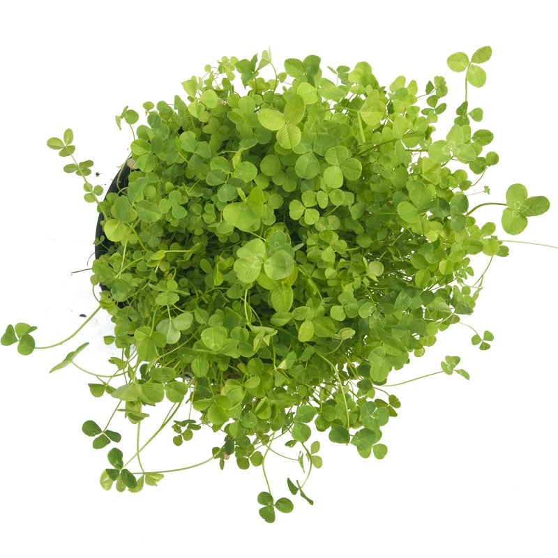 Ladino White Clover - Nitrocoated Seed (lb) 3 Ladino White Clover - Nitrocoated Seed (lb) - Billede 3