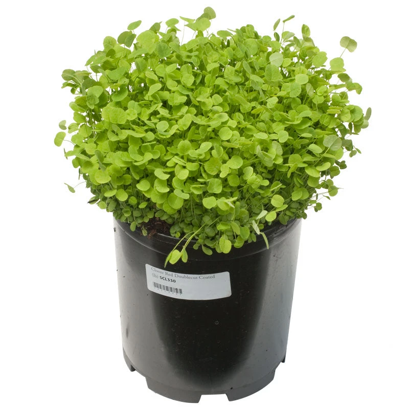 Doublecut Red Clover - Nitrocoated Seed (lb) 2 Doublecut Red Clover - Nitrocoated Seed (lb) - Billede 2