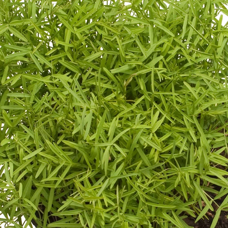 Organic Hairy Vetch - Raw Seed (lb) 2 Organic Hairy Vetch - Raw Seed (lb) - Billede 2