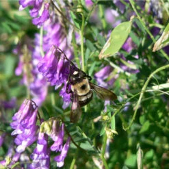 Organic Purple Vetch - Raw Seed (lb) 5 Organic Purple Vetch - Raw Seed (lb) -Felco Planter Butik scl620a 2