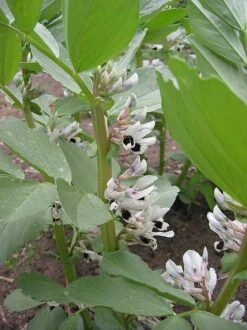 Bell Beans - Raw Seed (lb) -Felco Planter Butik scl700 flwr