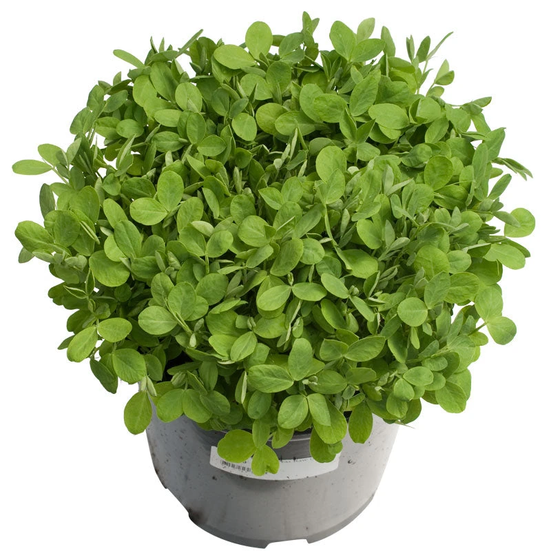 Biomaster Peas - Raw Seed (lb) 3 Biomaster Peas - Raw Seed (lb) - Billede 3